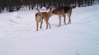 Бродячие собаки начали наступление на Воронежский биосферный заповедник - mur.tv