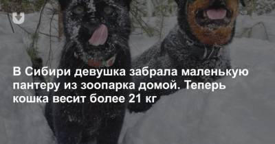 В Сибири девушка забрала маленькую пантеру из зоопарка домой. Теперь кошка весит более 21 кг - mur.tv