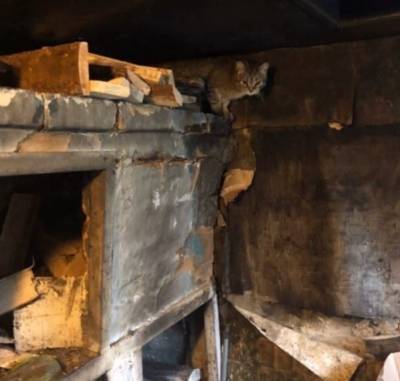 В челябинском приюте для животных заживо сгорели 12 кошек. Зоозащитники винят друг друга - mur.tv - Челябинск
