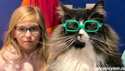 История о кошке, которая вдохновляет детей с плохим зрением носить очки - mur.tv