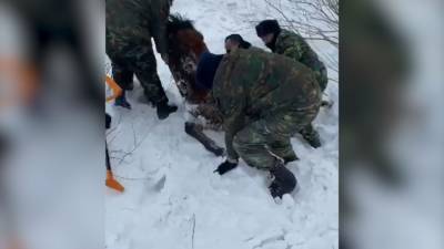 Курсанты института МЧС спасли лошадь из снежной западни. - mur.tv - Казахстан