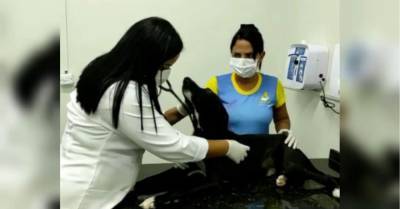 Бродячая собака сама пришла в ветеринарную клинику и получила бесплатную медицинскую помощь - mur.tv - Бразилия