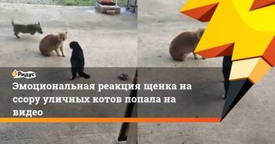 Эмоциональная реакция щенка на ссору уличных котов попала на видео - mur.tv