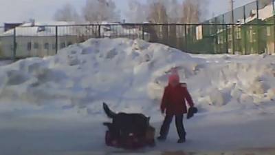 В Новосибирске до сих пор не поймали агрессивную собаку, напавшую на ребенка - mur.tv - Россия - Новосибирск