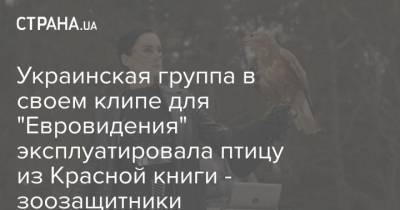 Украинская группа в своем клипе для “Евровидения” эксплуатировала птицу из Красной книги – зоозащитники - mur.tv - Россия - Белоруссия