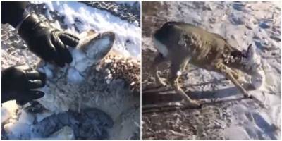 Проезжавший мимо мужчина спас оленя от снежной “маски” - mur.tv - Казахстан