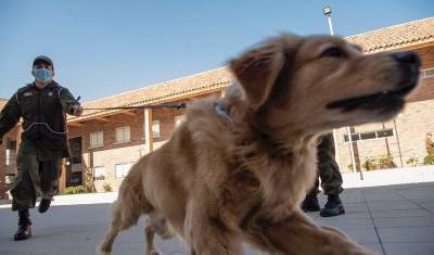 Служебных собак в Петербурге учат искать расчлененные трупы - mur.tv - Санкт-Петербург