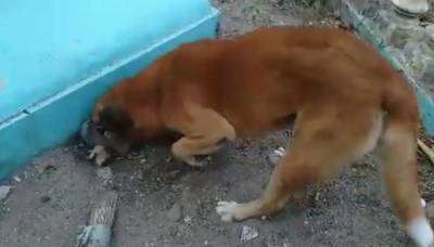 Удивление и шок: собака самостоятельно хоронит погибшего котёнка - mur.tv - Филиппины