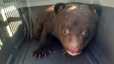 Видео из Сети. В Приморском крае у дороги найден медвежонок - mur.tv - Приморье край