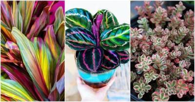 15 трехцветных комнатных растений с самым необычным окрасом листьев - lifehelper.one
