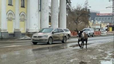 Видео: олень сбежал из зоопарка в Ангарске и перепугал водителей - mur.tv - Ангарск