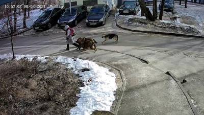 Видео из Сети. Нападения бродячих собак попали на видео - mur.tv