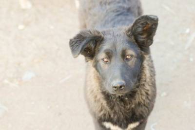Зоозащитница заявила об отравлении нескольких собак в районе телецентра в Чите - mur.tv - Чита