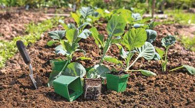 Выращивание рассады капусты в домашних условиях: все от посева на рассаду до высадки в грунт - sadogorod.club