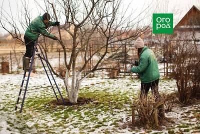 Когда обрезать деревья и кусты весной, чтобы не потерять урожай - sadogorod.club