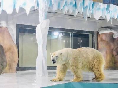 Уникальный китайский отель с белыми медведями » Тут гонева НЕТ! - goneva.net.ua - Китай