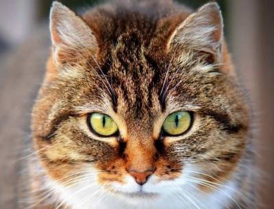 Ученые: Кошки помогут в лечении болезней почек у людей - mur.tv