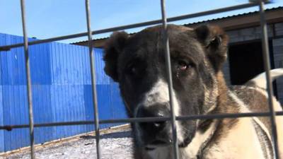 Жестокое кровопролитие: полиция изучает видео с собаками - mur.tv - Воронеж