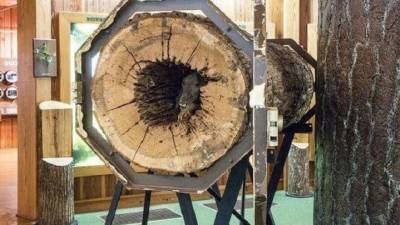 Лесорубы распилили дерево и нашли в стволе собаку, застрявшую там 60 лет назад - mur.tv - Сша - штат Джорджия