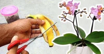 Удобрение из банановой кожуры поможет орхидее зацвести вновь - lifehelper.one