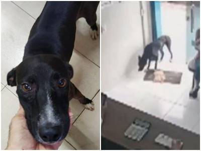 Хромой бродячий пес зашел в ветклинику, всем видом прося помощи - mur.tv - Бразилия