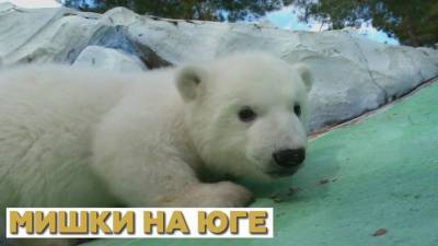 В Геленджике выхаживают белых медвежат, от которых отказалась мать видео - mur.tv - Геленджик