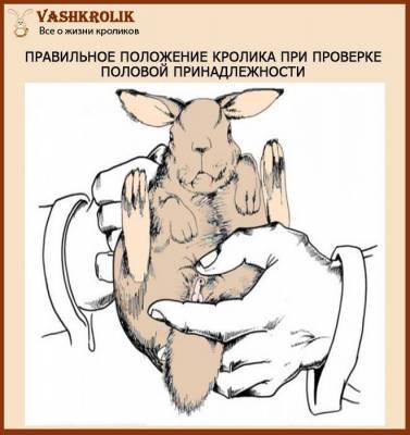 Спаривание кроликов: как отобрать кроликов, как определить пол, как провести спаривание и определить сукрольность - sadogorod.club