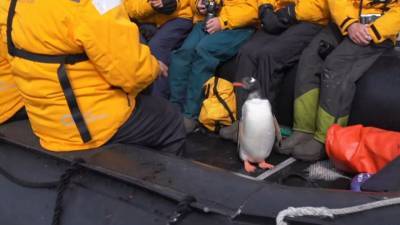 Снято в Антарктиде: пингвин запрыгнул в лодку с туристами, спасаясь от косаток - mur.tv - Антарктида