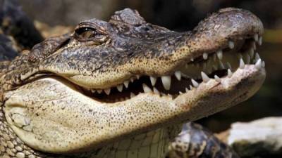 25 интересных фактов о крокодилах - porosenka.net