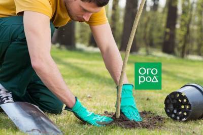 10 важных правил посадки деревьев от опытного садовника - sadogorod.club