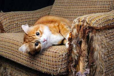 Как отучить кошку драть мебель когтями? Вот 2 простых способа - lifehelper.one