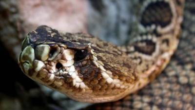 Змеи в московских лесах могут проснуться через месяц - mur.tv - Москва