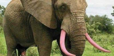 В природе стали появляться слоны с розовыми бивнями. Это возможно - mur.tv - Китай