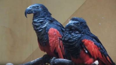 Редкий вид попугаев из Новой Гвинеи появился в Московском зоопарке - mur.tv - Москва - Гвинея - Ростовская обл.