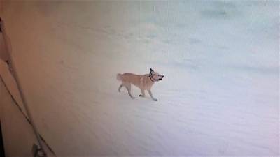 В райцентре на Ямале собака покусала шестерых детей - mur.tv - район Приуральский