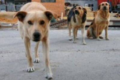 Бродячие собаки напали на 87-летнюю пенсионерку на улице Бабушкина в Чите - mur.tv - Чита