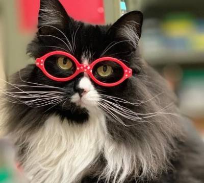 Тот самый случай, когда кошка носит очки - mur.tv