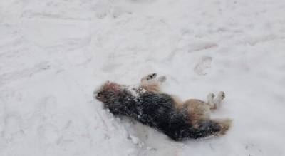 Глава предположил, кто может убивать домашних собак в деревне Ядринского района - mur.tv