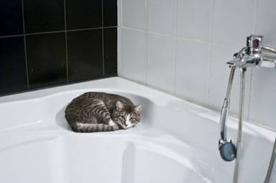 Почему кошка провожает меня в ванную комнату? - mur.tv