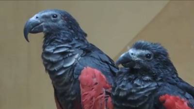 Попугаи-Дракулы появились в Московском зоопарке - mur.tv - Москва