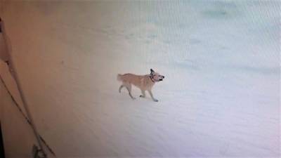 На Ямале бродячая собака покусала нескольких детей - mur.tv