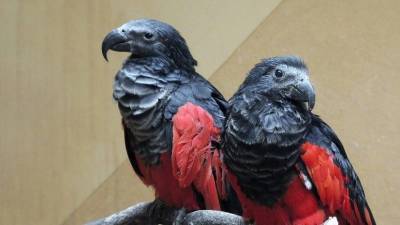 В Московском зоопарке рассказали о появлении орлиных попугаев - mur.tv - Москва - Гвинея