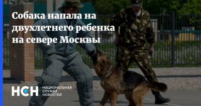 Людмила Нефедова - Собака напала на двухлетнего ребенка на севере Москвы - mur.tv - Москва