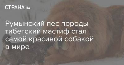 Румынский пес породы тибетский мастиф стал самой красивой собакой в мире - mur.tv - Харьков