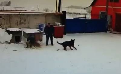 На Южном Урале охранник-садист на рабочем месте натравливал собак друг на друга - mur.tv - Челябинская обл.
