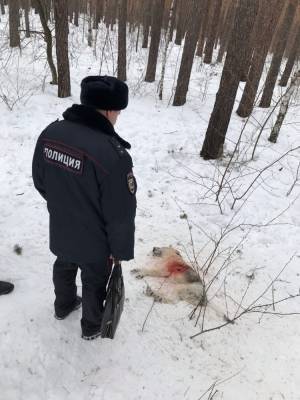 В Челябинске ишут мужчину, расстреливающего бездомных собак из арбалета и пневматики - mur.tv - Челябинск
