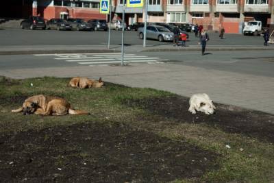 Жители Ленобласти жалуются на живодера, который сжег 30 кошек и обещал пустить 5 собак на опарыши - mur.tv - Ленобласть обл.