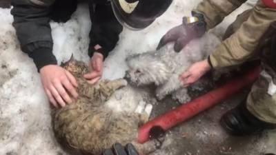 Пожарные из Подольска спасли кошку и собаку из горящей квартиры. - mur.tv - Подольск