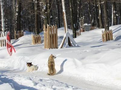 748 бездомных собак отловили в Нижнем Новгороде в 2020 году - mur.tv - Нижний Новгород