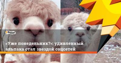Уже понедельник?: удивленный альпака стал звездой соцсетей - mur.tv
